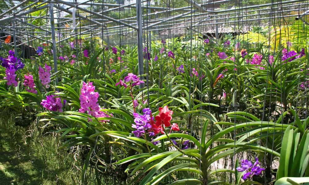 Enhance Your Garden with Stunning Mokara Orchids from BB Orchids
